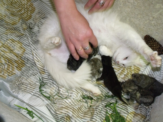 Tris savaites katė globojo