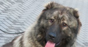 Naujasis Gyvūnų gerovės įstatymas apkartintų ir šio Kaukazo aviganio gyvenimą. N.Byčkovskio nuotr.