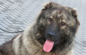 Naujasis Gyvūnų gerovės įstatymas apkartintų ir šio Kaukazo aviganio gyvenimą. N.Byčkovskio nuotr.