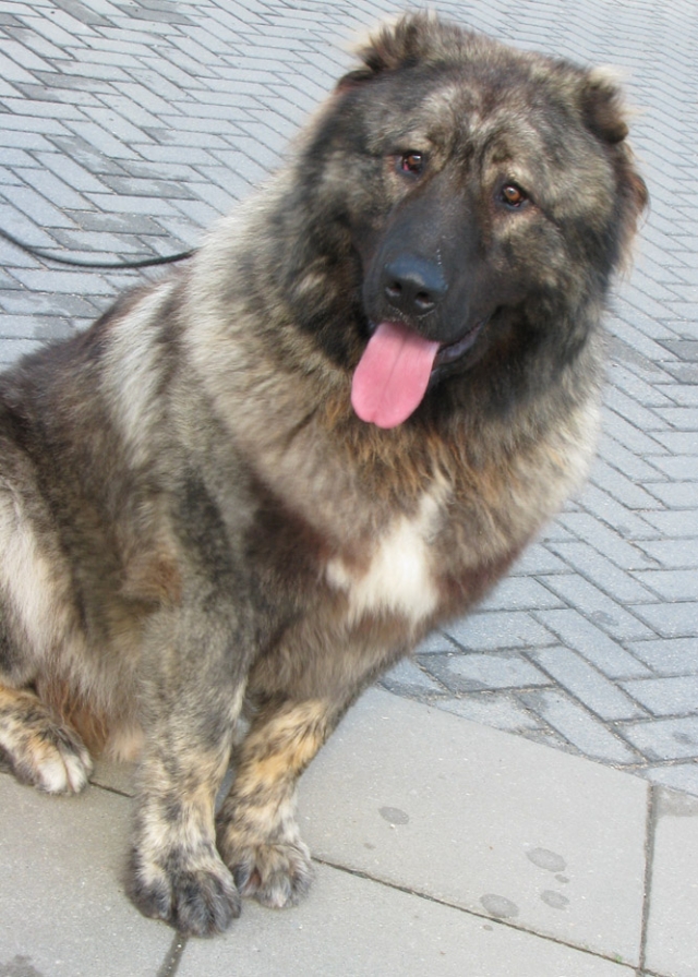 Naujasis Gyvūnų gerovės įstatymas apkartintų ir šio Kaukazo aviganio gyvenimą. N.Byčkovskio nuotr.