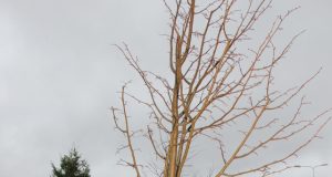 Senamiesčio progimnazijos trečiokai Paulius Kalačiovas (kairėje) ir Matas Dmitrijevas džiaugėsi naujomis liepaitėmis. D.Zibolienės nuotr.