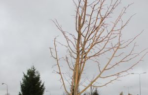 Kauno gatvėje – dešimtys liepaičių Senamiesčio progimnazijos trečiokai Paulius Kalačiovas (kairėje) ir Matas Dmitrijevas džiaugėsi naujomis liepaitėmis. D.Zibolienės nuotr.