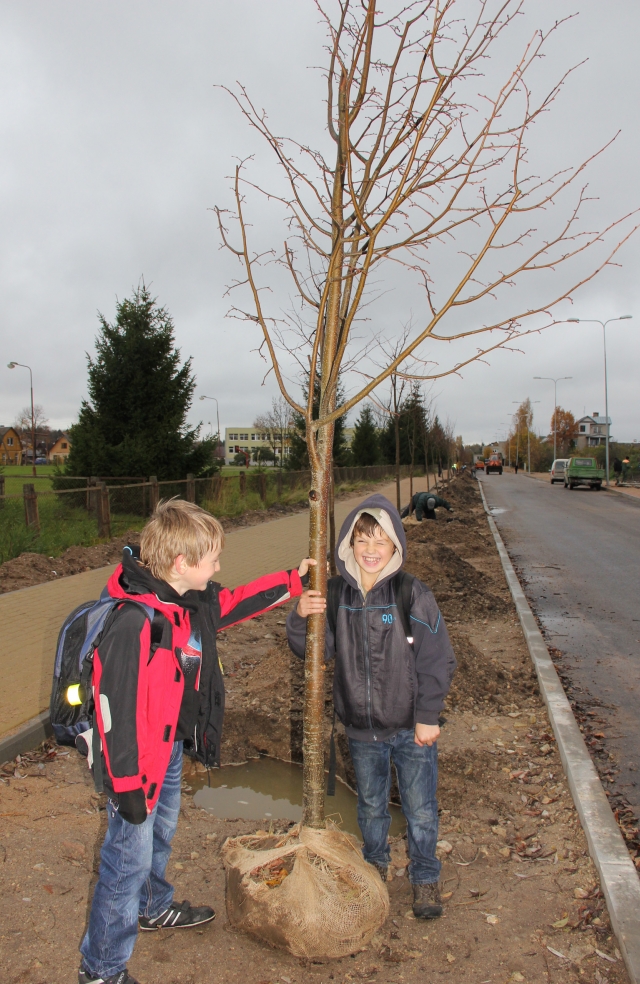 Senamiesčio progimnazijos trečiokai Paulius Kalačiovas (kairėje) ir Matas Dmitrijevas džiaugėsi naujomis liepaitėmis. D.Zibolienės nuotr.