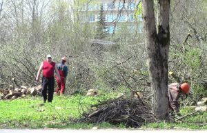 Trečiadienį mieste darbininkai pjovė privataus sodo medžius. N.Byčkovskio nuotr.
