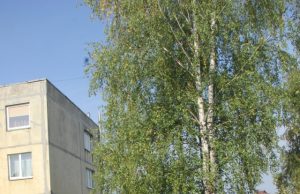 Nupjautų beržų šakos kraunamos į traktorių.