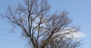 Miesto gatvės šį pavasarį tapo tarsi fronto prieigos. D.Zibolienės nuotr.