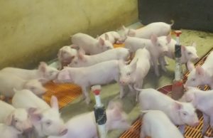 Žiobiškio komplekse dar kriuksi kiauliai. A. Minkevičienės nuotr.