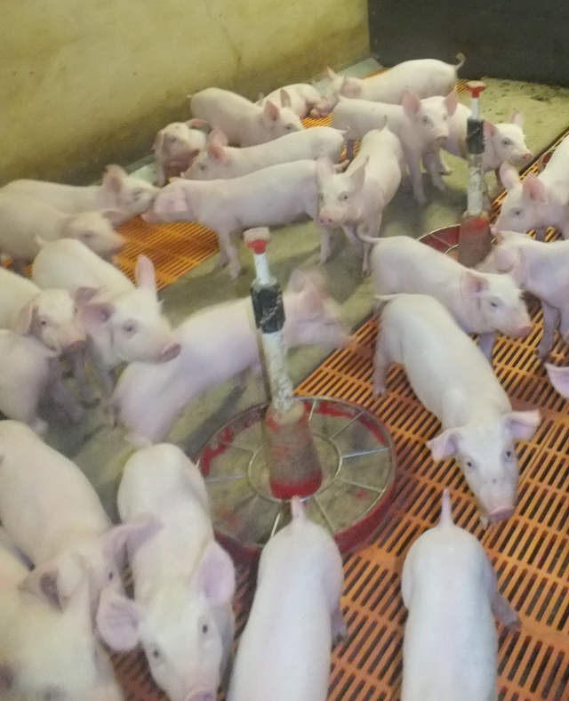 Žiobiškio komplekse dar kriuksi kiauliai. A. Minkevičienės nuotr.