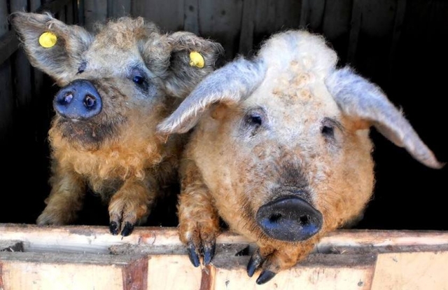 Vengrų Mangalicos veislės kiaulės Mortilija ir Mauras buvo priverstos emigruoti iš Rokiškio rajono.