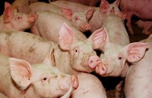 Iki mūsų rajono atėjo tik... gandai apie kiaulių marą. Redakcijos archyvo nuotr.