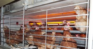 Vištoms – erdvūs voljerai