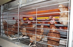 Vištoms – erdvūs voljerai