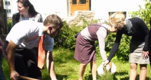 Išsiskirdami su kolegija absolventai jos aplinką papuošė juodąja pušimi. R.Kirstuko nuotr.