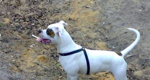 Leidimą laikyti agresyvų šunį (amerikiečių buldogo kalytę Lordą) teturi vienintelis rokiškėnas.