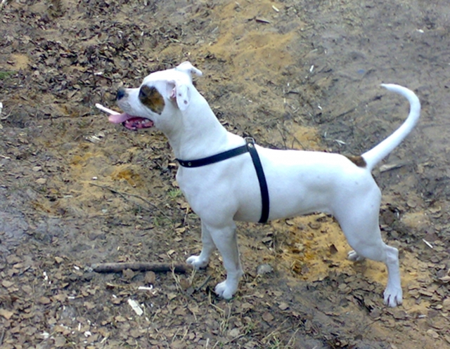 Leidimą laikyti agresyvų šunį (amerikiečių buldogo kalytę Lordą) teturi vienintelis rokiškėnas.