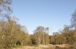 Kriaunos pakrantė pakvipo dideliais pinigais Įspūdingo kraštovaizdžio Kriaunos upė patraukė užsienio investuotojų dėmesį. A.Minkevičienės nuotr.