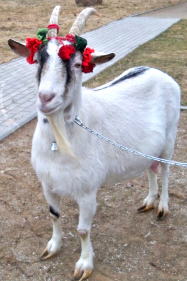 Rinkimuose išsiskyrė ožka Senjora.