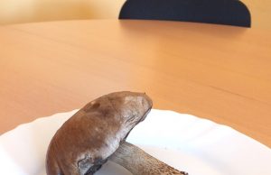 Grybai! Šią lepšę rado Sėlynės kaimo gyventojas Povilas Pimpė. A.Minkevičienės nuotr.