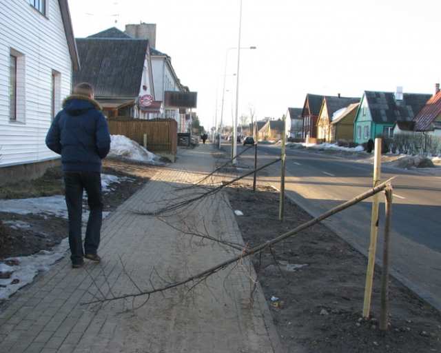 Nulaužti 23 medeliai. Nulaužti 23 medeliai.