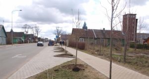 Respublikos gatvėje pasodintos naujos liepaitės. Tik ar ilgam? L.Dūdaitės nuotr.