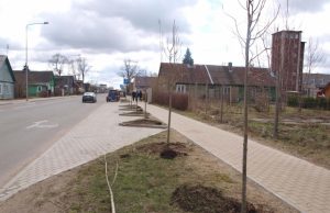 Respublikos gatvėje pasodintos naujos liepaitės. Tik ar ilgam? L.Dūdaitės nuotr.