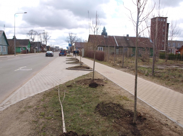 Respublikos gatvėje pasodintos naujos liepaitės. Tik ar ilgam? L.Dūdaitės nuotr.