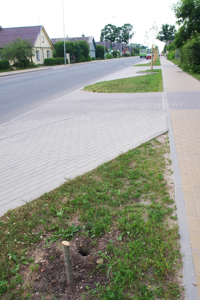 Vietoj dviejų liepaičių liko tik maži kelmeliai. L.Dūdaitės nuotr. Vietoj dviejų liepaičių liko tik maži kelmeliai. L.Dūdaitės nuotr.