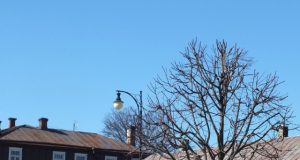 Nepriklausomybės aikštės liepos įgavo formą. A.Minkevičienės nuotr.