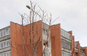 Pilietiškas rokiškėnas padėjo sulaikyti liepaičių laužytojus Vandalai ne pirmą kartą kėsinasi Respublikos gatvėje išlaužyti liepaites. D. Zibolienės nuotr.
