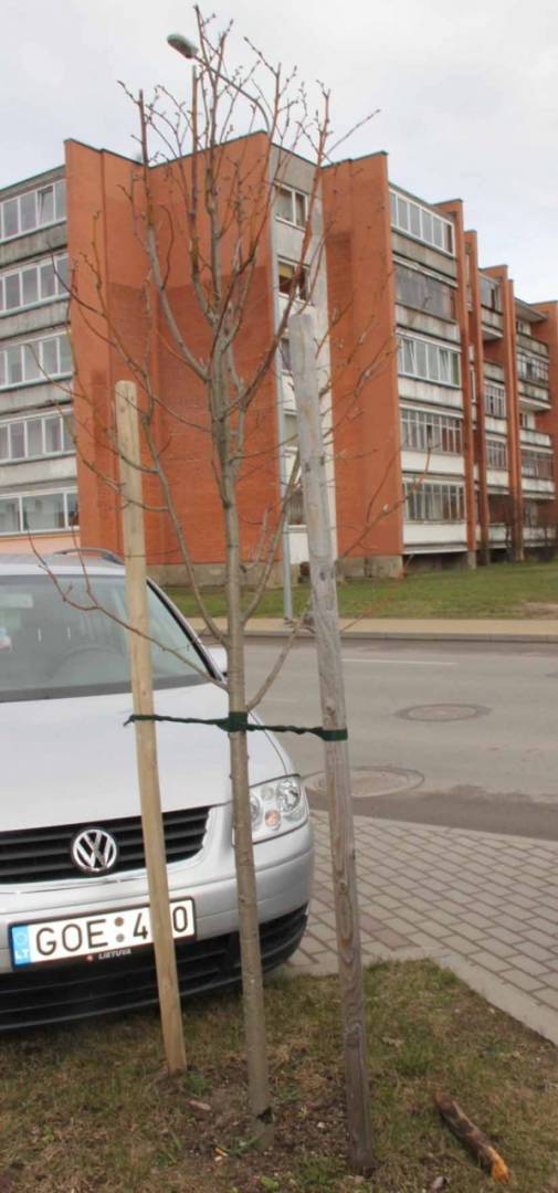 Vandalai ne pirmą kartą kėsinasi Respublikos gatvėje išlaužyti liepaites. D. Zibolienės nuotr.