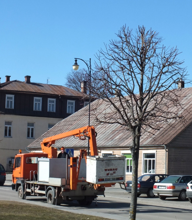 Nepriklausomybės aikštės liepos įgavo formą. A.Minkevičienės nuotr.