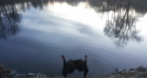 Muziejininkai prašo juodųjų gulbių batonu nešerti. N. Kraliko nuotr.