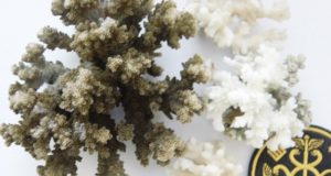 Lietuvis mokslininkas tikino šiuos koralus radęs vandenyno pakrantėje. Muitinės departamento nuotr.