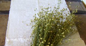 Linas - mūsų tautos simbolis. Eltos nuotr.