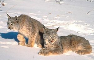 Paslaptingosios miško katės.