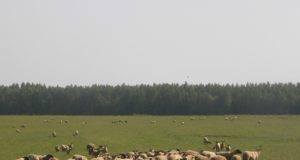 Jei Lūžų šeimai nepavyktų išsaugoti prie sodybos esančios 75 ha žemės