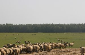 Jei Lūžų šeimai nepavyktų išsaugoti prie sodybos esančios 75 ha žemės