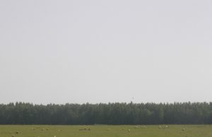 Avių augintojai sako