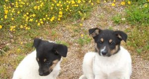 Šie šuneliai ieško šeimininkų. E.Majausko nuotr.