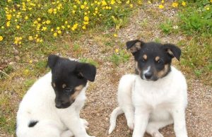 Šie šuneliai ieško šeimininkų. E.Majausko nuotr.