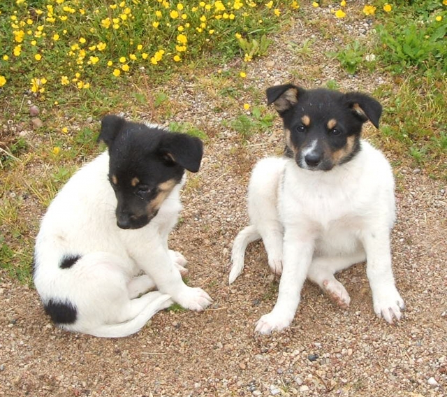 Šie šuneliai ieško šeimininkų. E.Majausko nuotr.