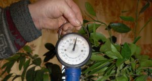 Juodupiečių užaugintas mandarinas galėtų pretenduoti į šalies rekordą.