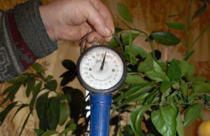 Juodupiečių užaugintas mandarinas galėtų pretenduoti į šalies rekordą.