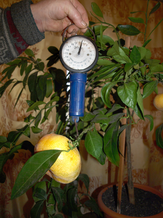 Juodupiečių užaugintas mandarinas galėtų pretenduoti į šalies rekordą. Juodupiečių užaugintas mandarinas galėtų pretenduoti į šalies rekordą.