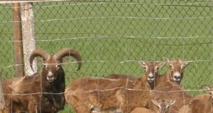 Muflonų bandos galva – efektingų ragų patinas