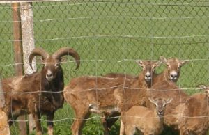 Muflonų bandos galva – efektingų ragų patinas