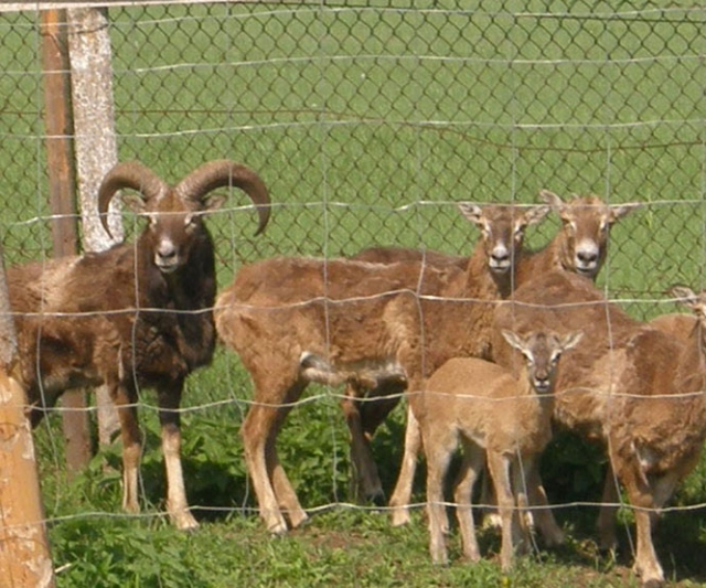 Muflonų bandos galva – efektingų ragų patinas Muflonų bandos galva – efektingų ragų patinas