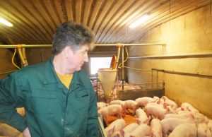 Kiaulių maro grėsmė Žiobiškio kiaulaitėms – nė motais