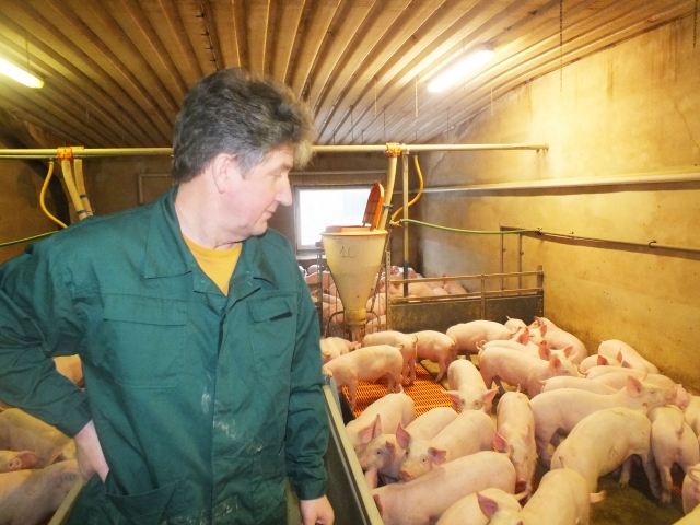Kiaulių maro grėsmė Žiobiškio kiaulaitėms – nė motais