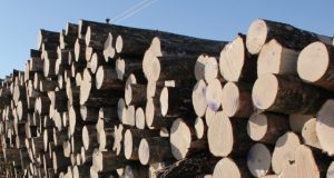 Savavališkai medžius nukirtusiam obeliečiui gresia nemalonumai.